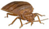 bed bug small