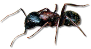 carpenter ant large