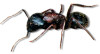 carpenter ant small