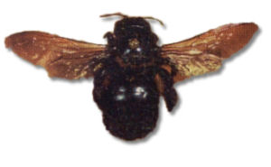 carpenter bee female large