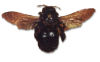 carpenter bee male small