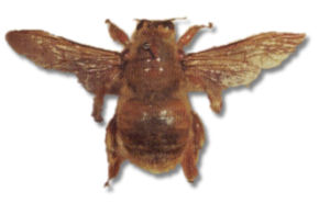 carpenter bee male large