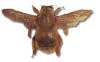 carpenter bee female small