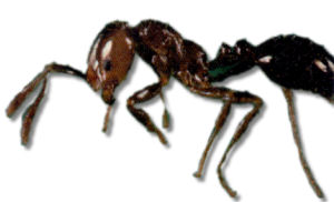fire ant large