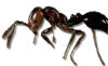 fire ant small