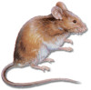 house mouse small