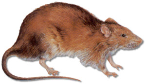 norway rat large