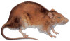 norway rat small