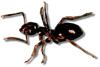 odorous house ant small