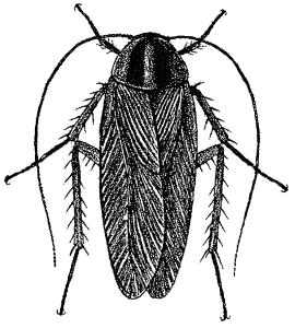 german cockroach large